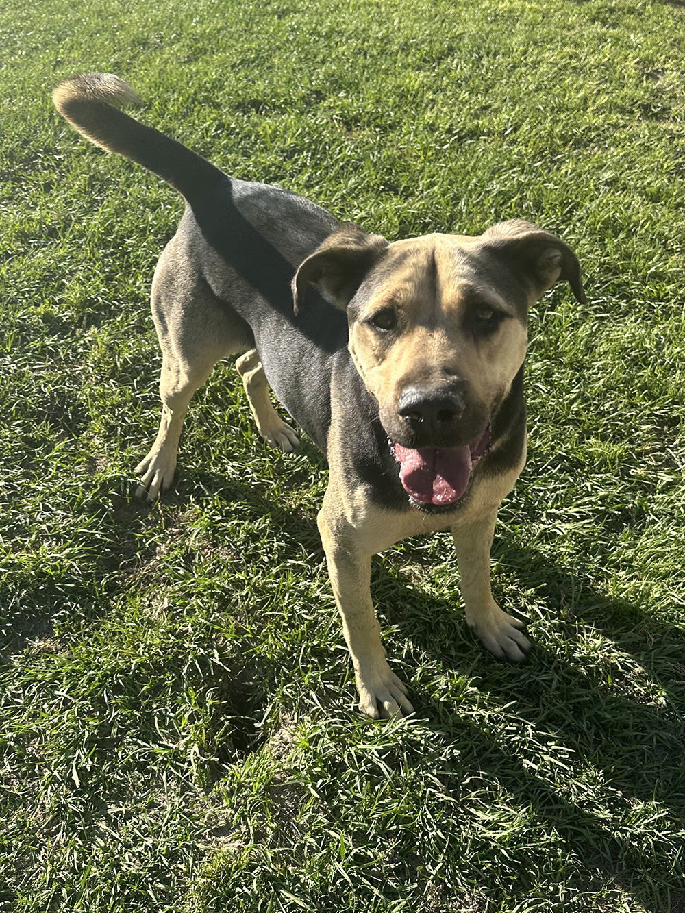 Gibbs, an adoptable Shepherd in Eastman, GA, 31023 | Photo Image 2