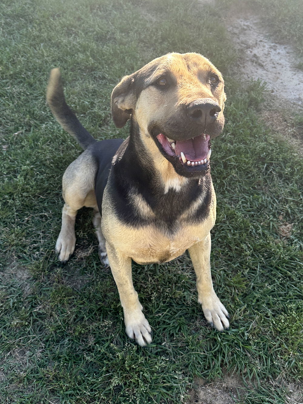 Gibbs, an adoptable Shepherd in Eastman, GA, 31023 | Photo Image 3