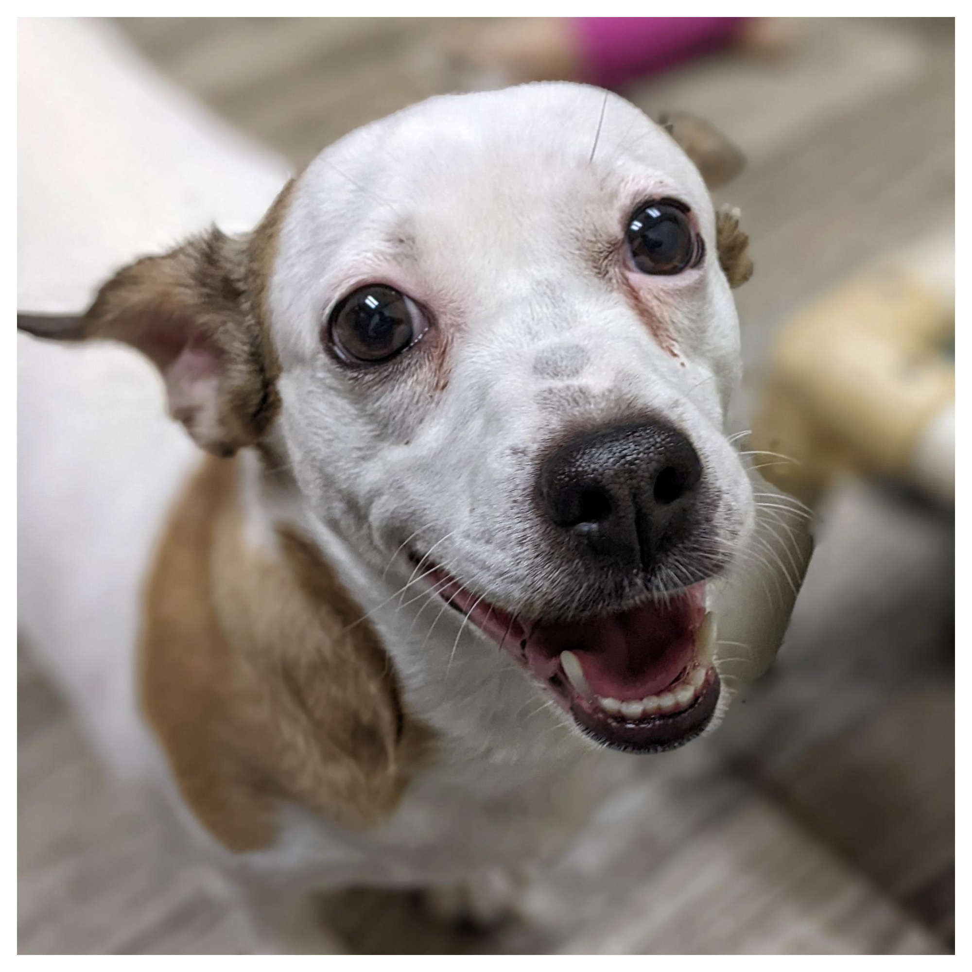 BrynLee, an adoptable Jack Russell Terrier in Tavares, FL, 32778 | Photo Image 2