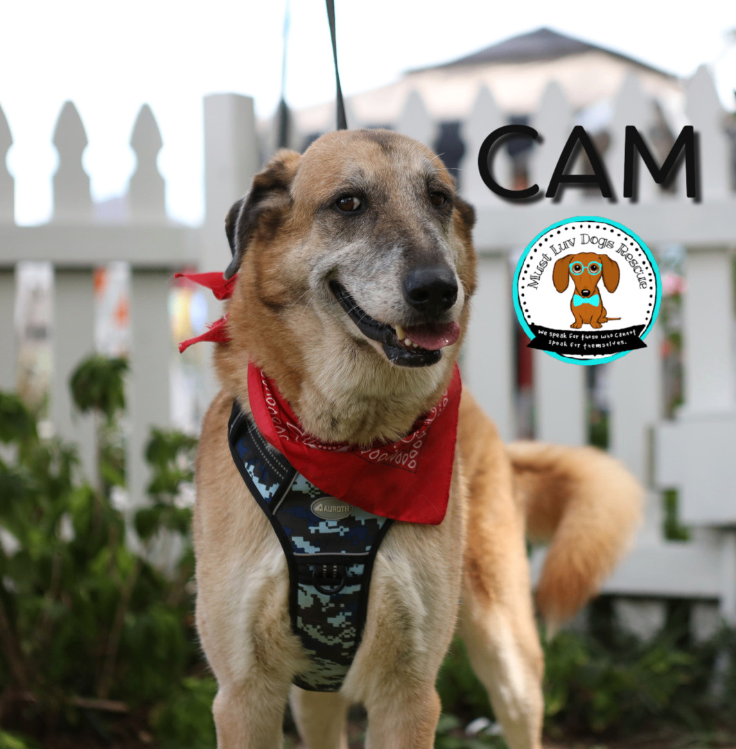 Cam, an adoptable Anatolian Shepherd, Mixed Breed in Zachary, LA, 70791 | Photo Image 2