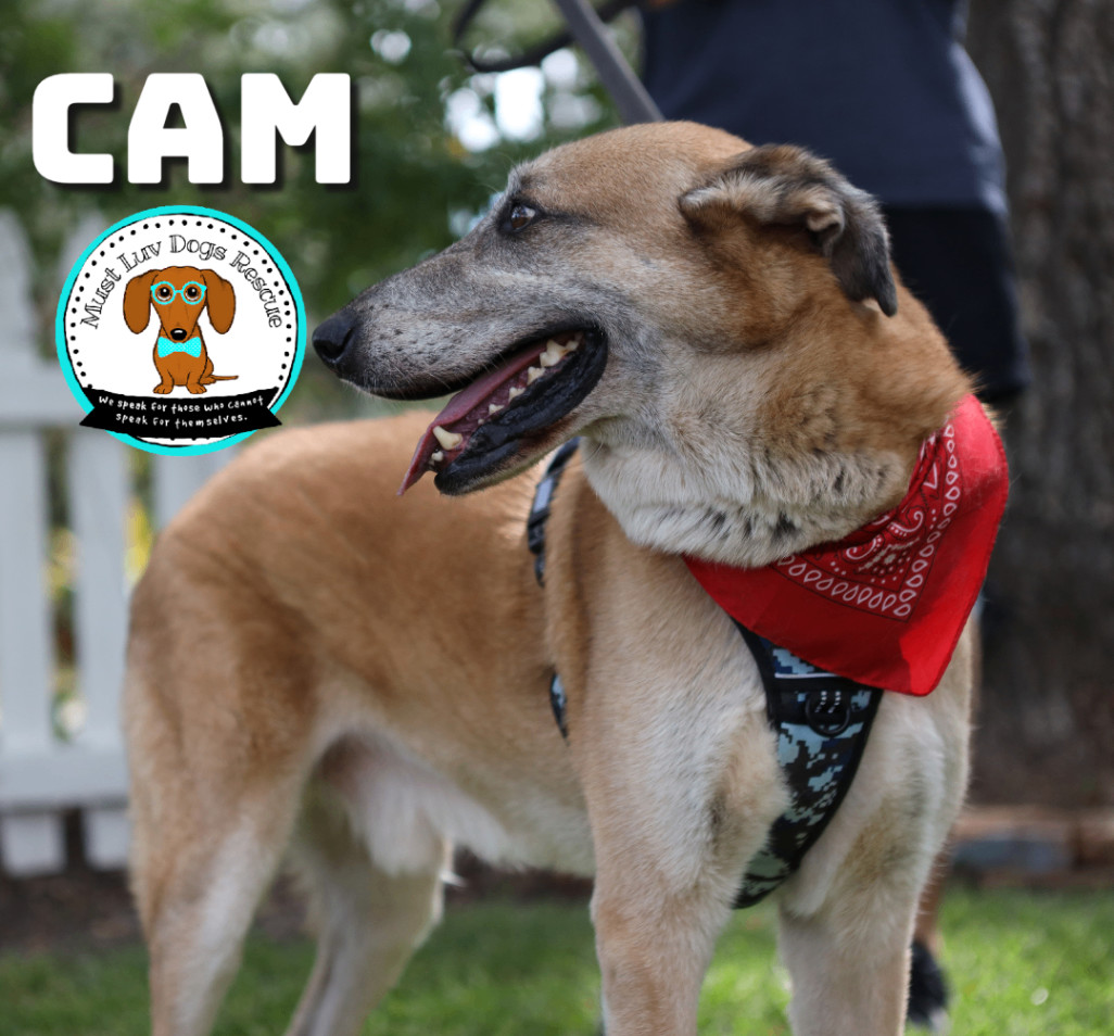 Cam, an adoptable Anatolian Shepherd, Mixed Breed in Zachary, LA, 70791 | Photo Image 3