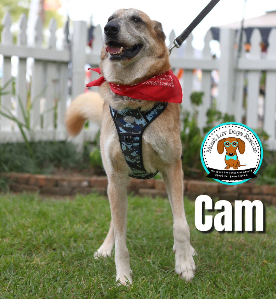 Cam, an adoptable Anatolian Shepherd, Mixed Breed in Zachary, LA, 70791 | Photo Image 4