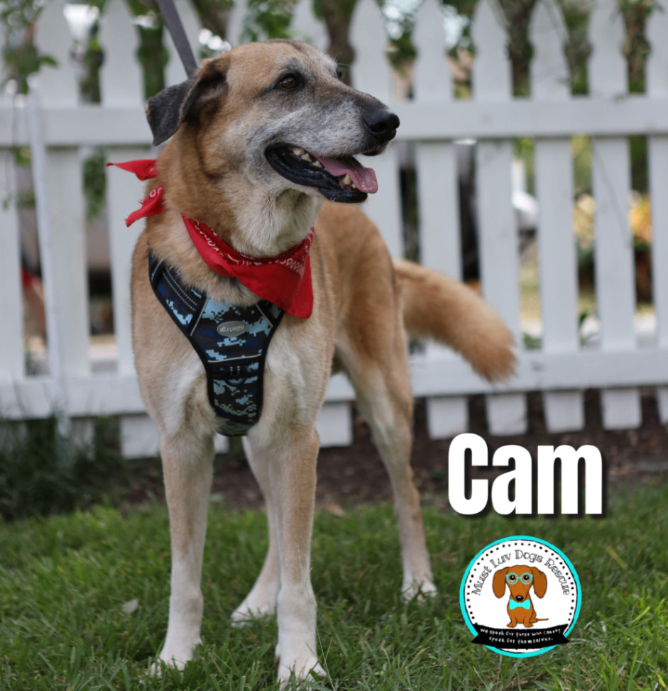 Cam, an adoptable Anatolian Shepherd, Mixed Breed in Zachary, LA, 70791 | Photo Image 1