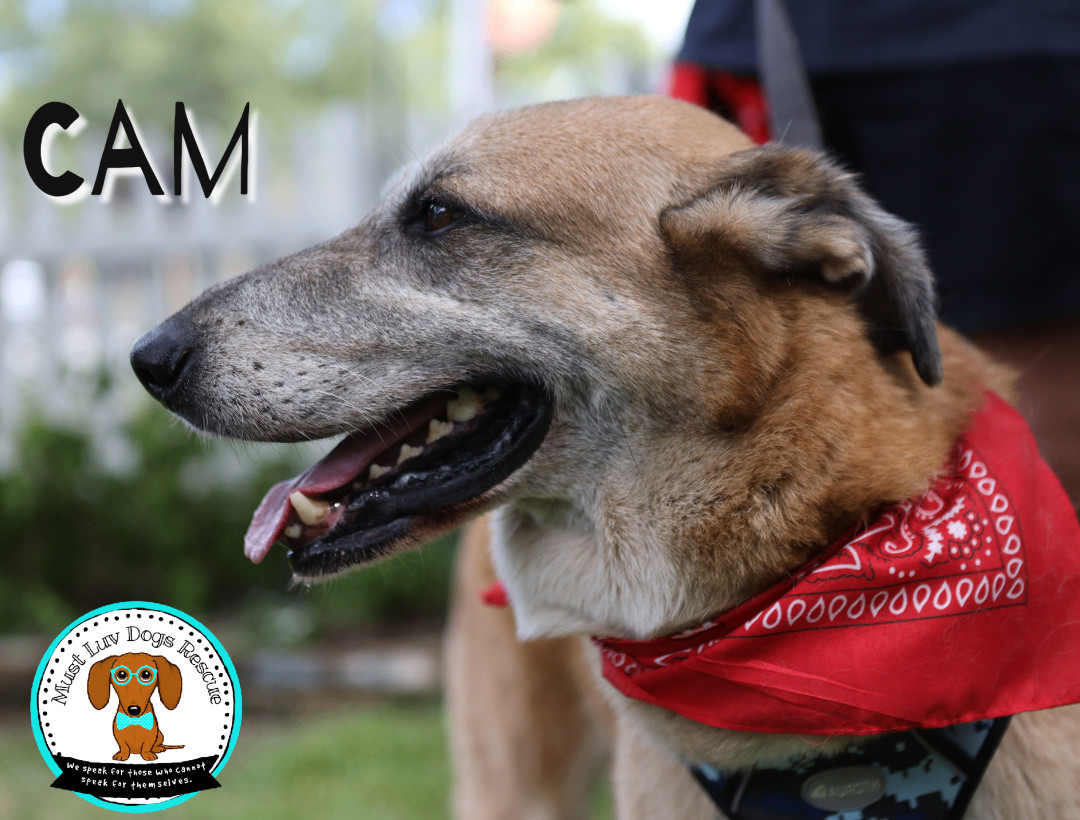 Cam, an adoptable Anatolian Shepherd, Mixed Breed in Zachary, LA, 70791 | Photo Image 5