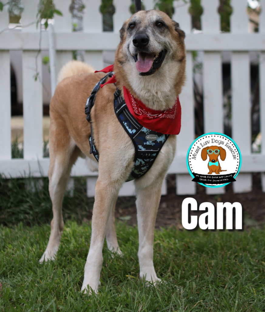 Cam, an adoptable Anatolian Shepherd, Mixed Breed in Zachary, LA, 70791 | Photo Image 6