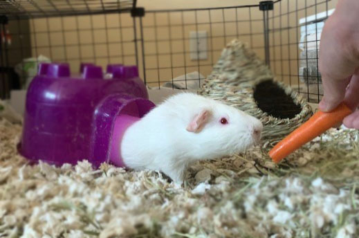 Artie, an adopted Guinea Pig in Centerville, UT_image-2