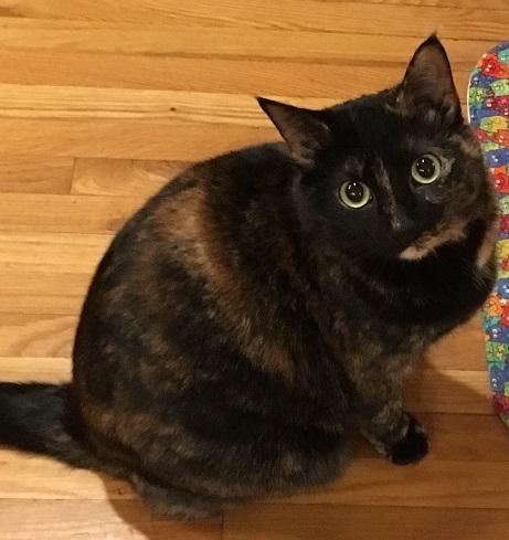Sadie 2