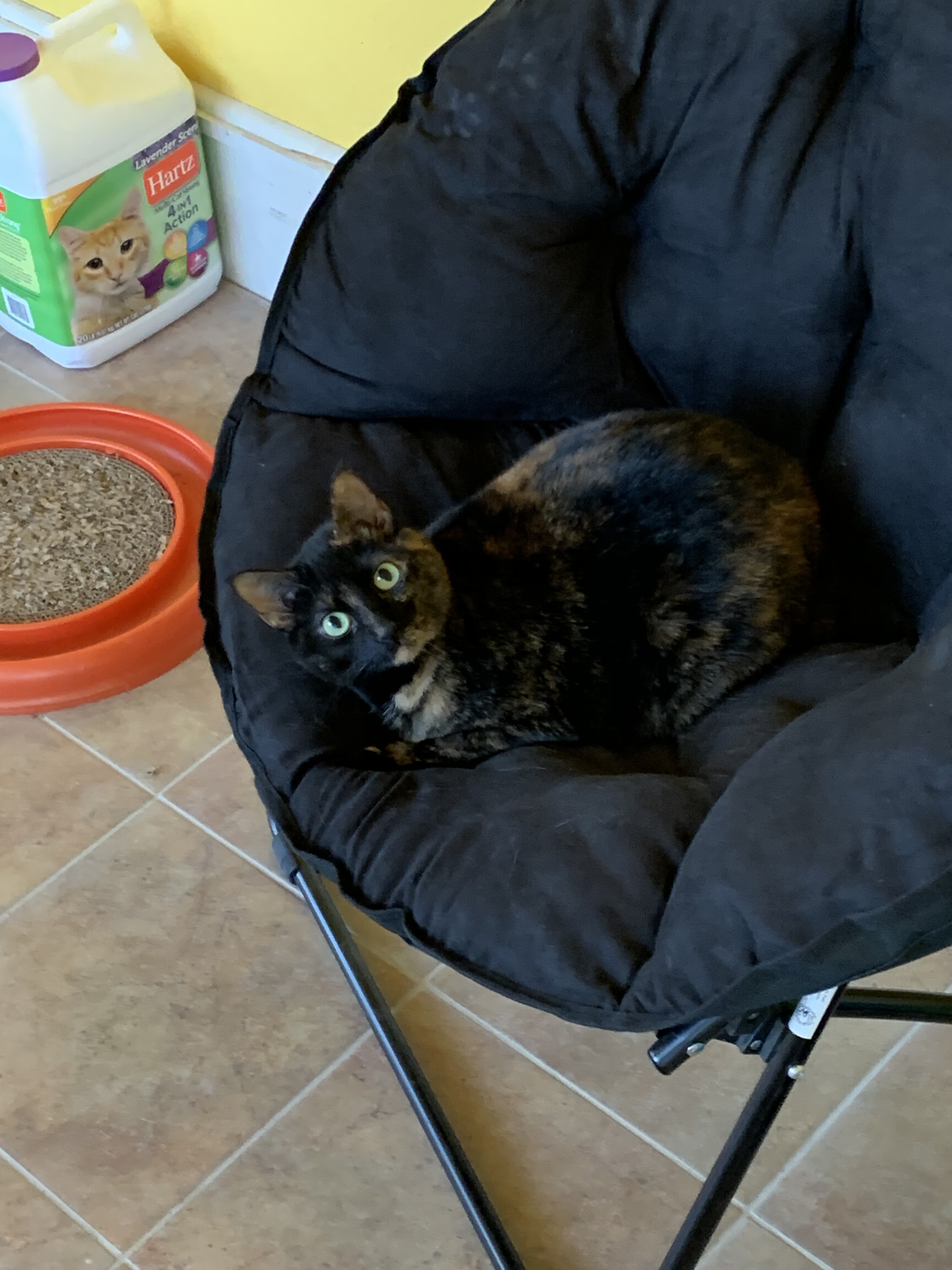 Sadie, an adoptable Tortoiseshell, Siamese in Waverly, IA, 50677 | Photo Image 8