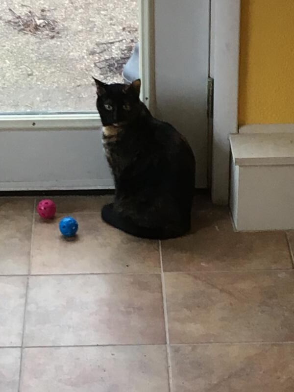 Sadie 8