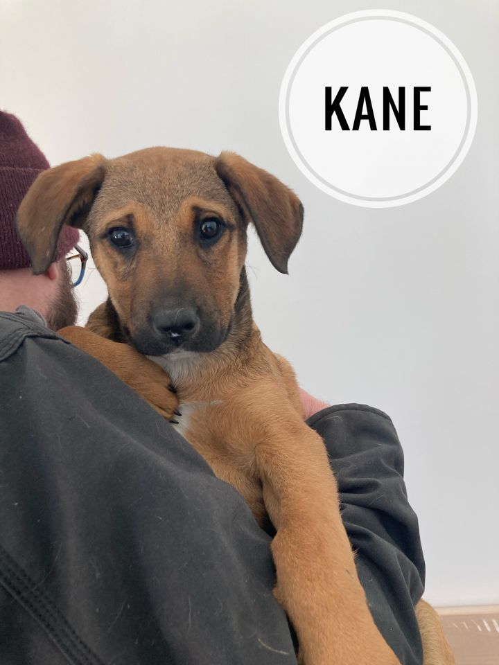 Kane, an adopted Labrador Retriever & Shepherd Mix in Farmingville, NY_image-2
