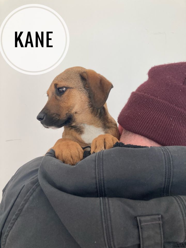 Kane, an adopted Labrador Retriever & Shepherd Mix in Farmingville, NY_image-3