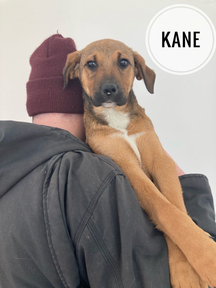Kane, an adopted Labrador Retriever & Shepherd Mix in Farmingville, NY_image-4