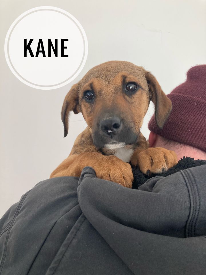Kane, an adopted Labrador Retriever & Shepherd Mix in Farmingville, NY_image-1