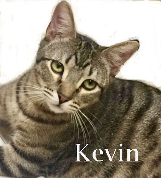 Kevin 3