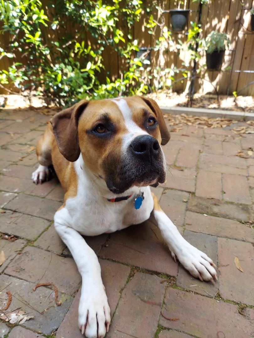 Bandit, an adoptable Boxer, American Bulldog in Tallahassee, FL, 32317 | Photo Image 2
