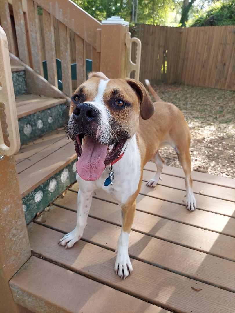 Bandit, an adoptable Boxer, American Bulldog in Tallahassee, FL, 32317 | Photo Image 1