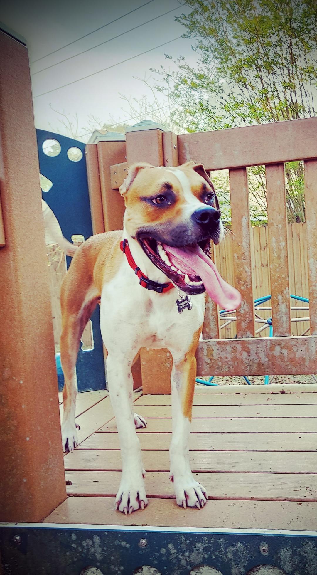 Bandit, an adoptable Boxer, American Bulldog in Tallahassee, FL, 32317 | Photo Image 4