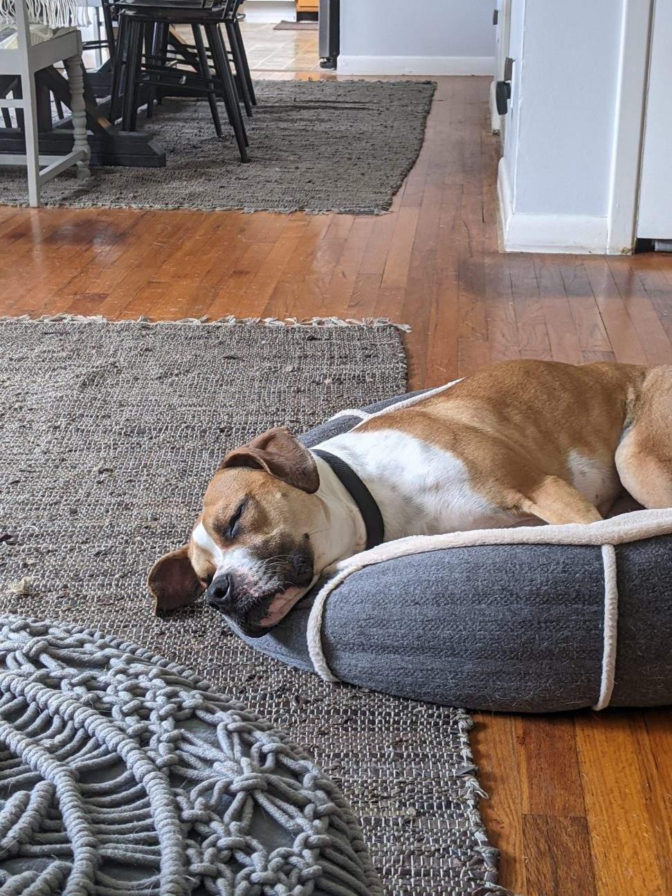 Bandit, an adoptable Boxer, American Bulldog in Tallahassee, FL, 32317 | Photo Image 5