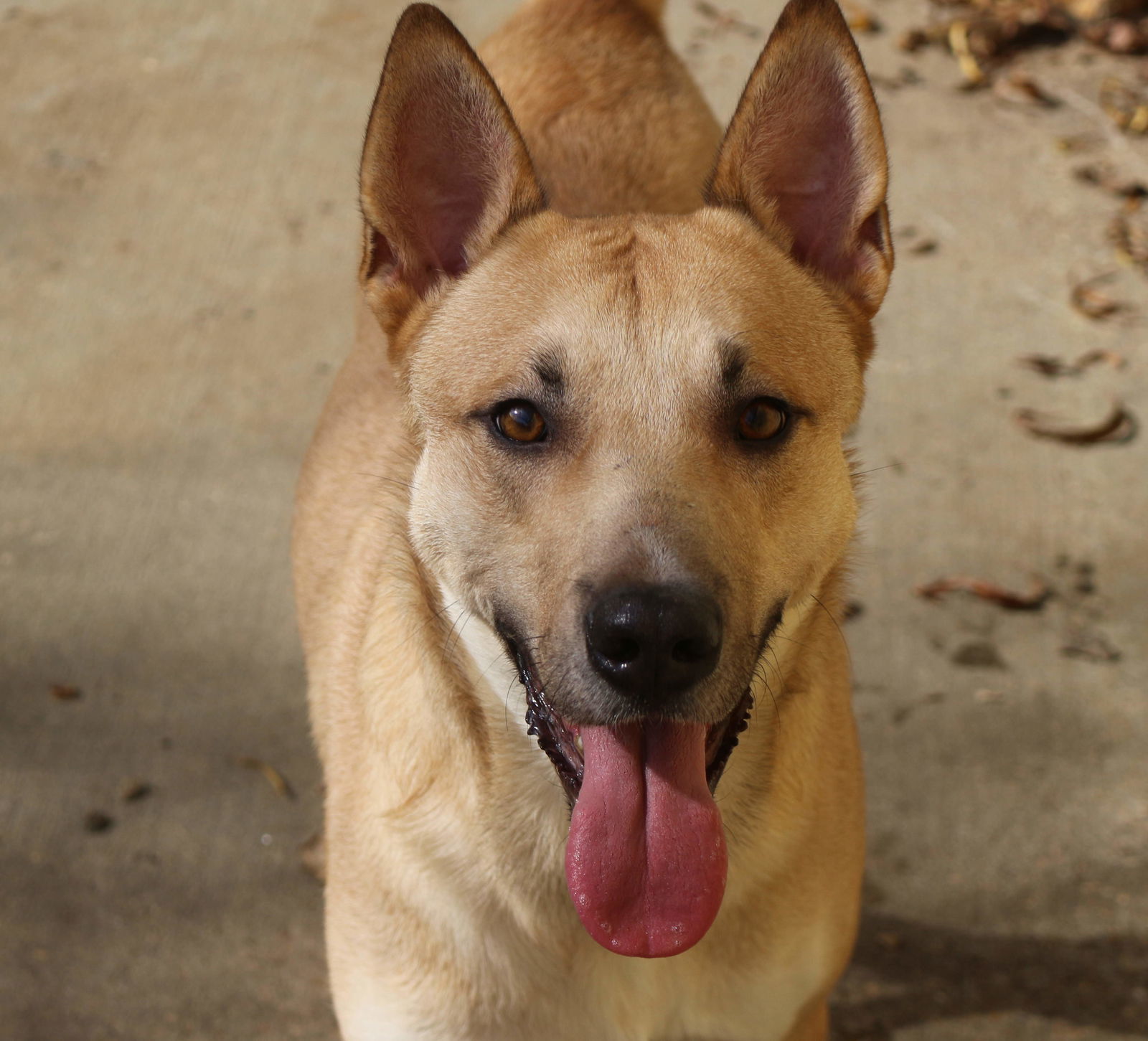Macaroon, an adoptable Mixed Breed in Jackson, MS, 39213 | Photo Image 1