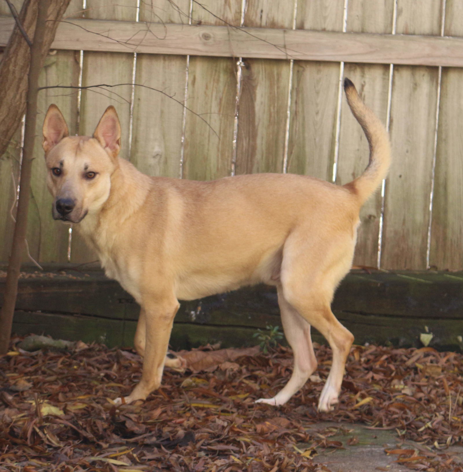 Macaroon, an adoptable Mixed Breed in Jackson, MS, 39213 | Photo Image 2