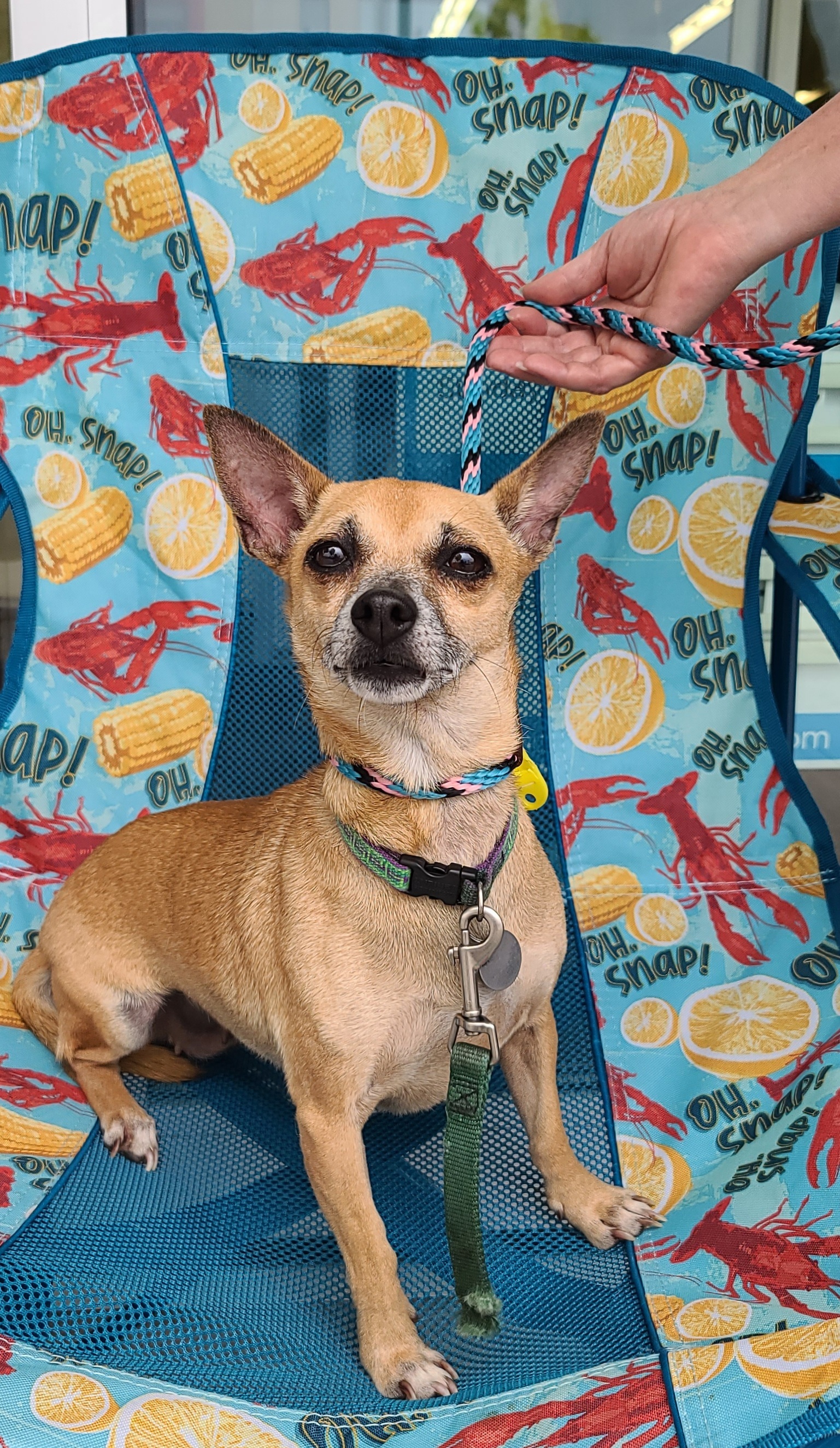 Amethyst, an adoptable Chihuahua in Ladson, SC, 29456 | Photo Image 3
