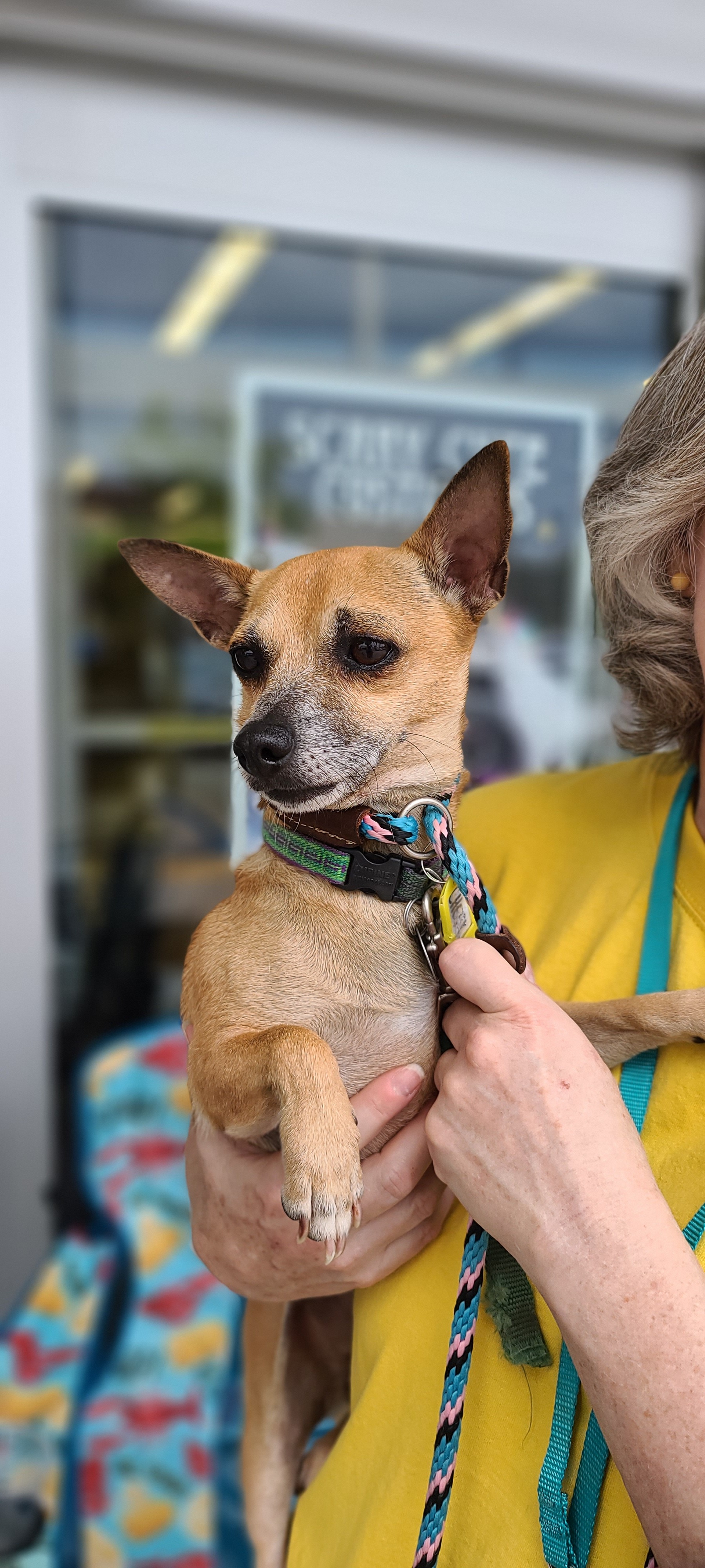 Amethyst, an adoptable Chihuahua in Ladson, SC, 29456 | Photo Image 4