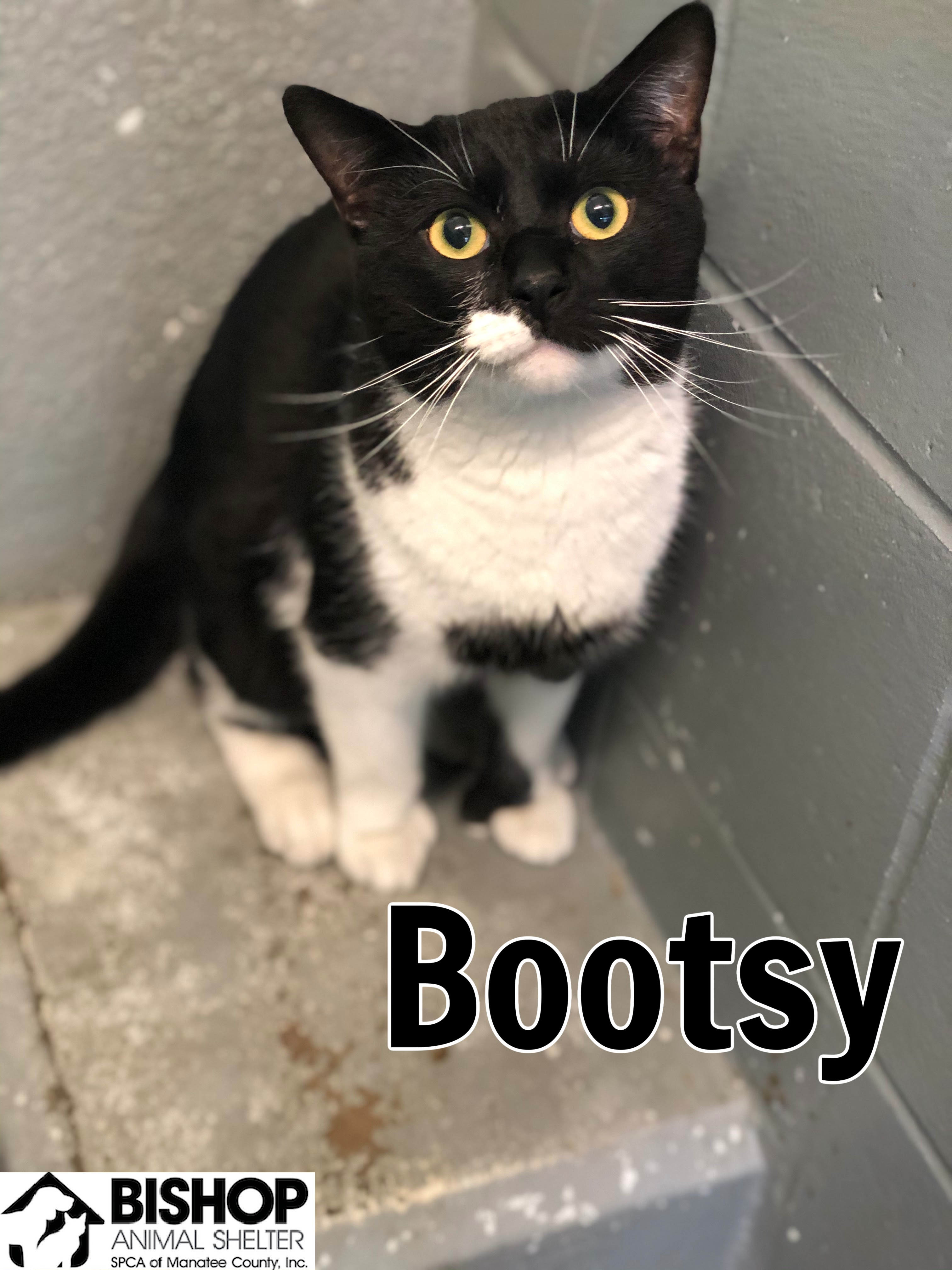Bootsy, an adoptable Domestic Short Hair in Bradenton, FL, 34209 | Photo Image 1