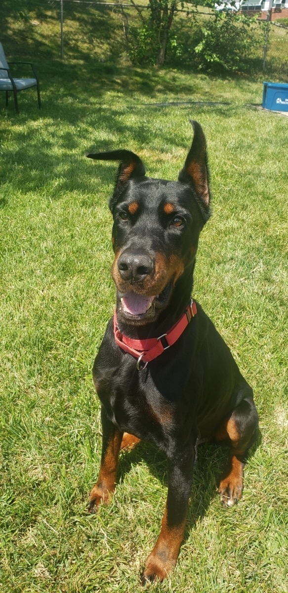 Chase, an adopted Doberman Pinscher in Woodstock, MD_image-1