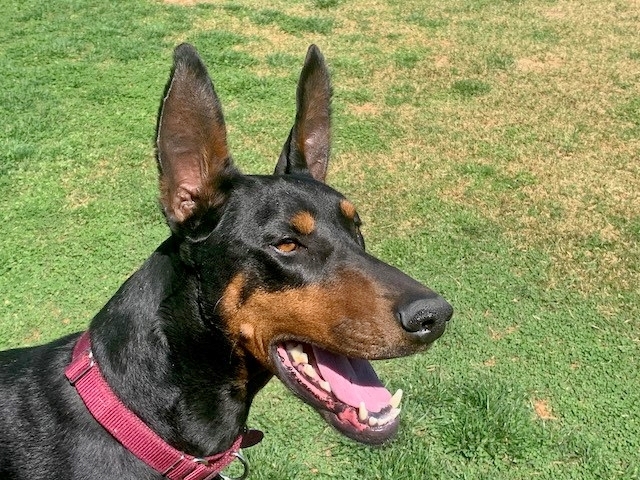 Sasha, an adopted Doberman Pinscher in Woodstock, MD_image-1