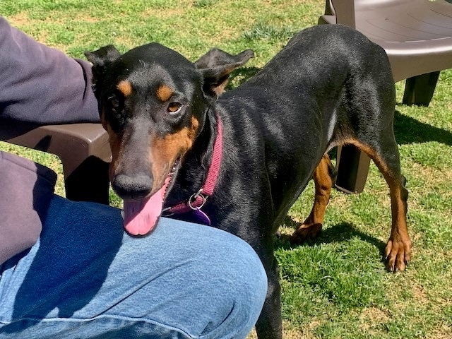 Sasha, an adopted Doberman Pinscher in Woodstock, MD_image-4