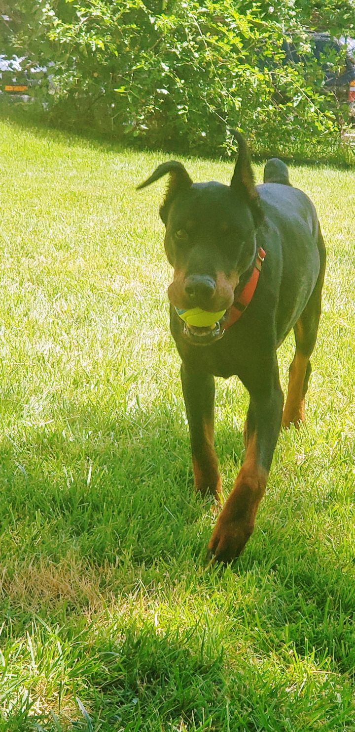 Dog For Adoption Chase A Doberman Pinscher In Arlington Va Petfinder