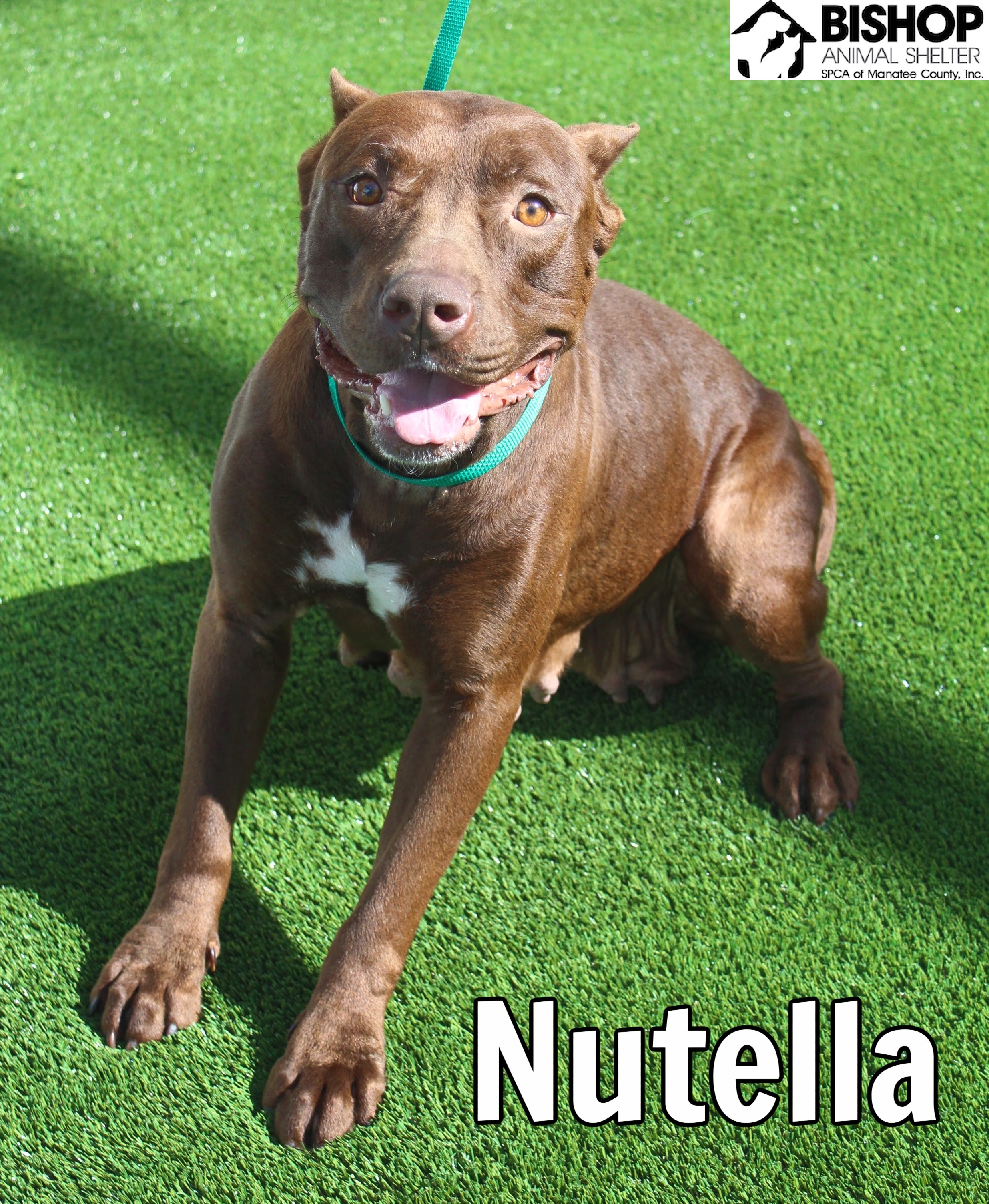 Nutella, an adoptable Mixed Breed in Bradenton, FL, 34209 | Photo Image 2