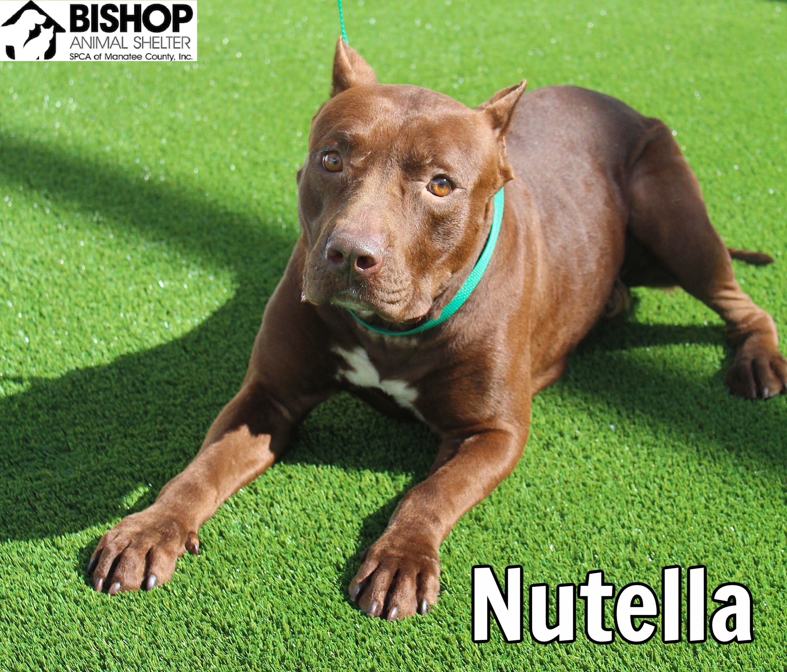 Nutella, an adoptable Mixed Breed in Bradenton, FL, 34209 | Photo Image 1