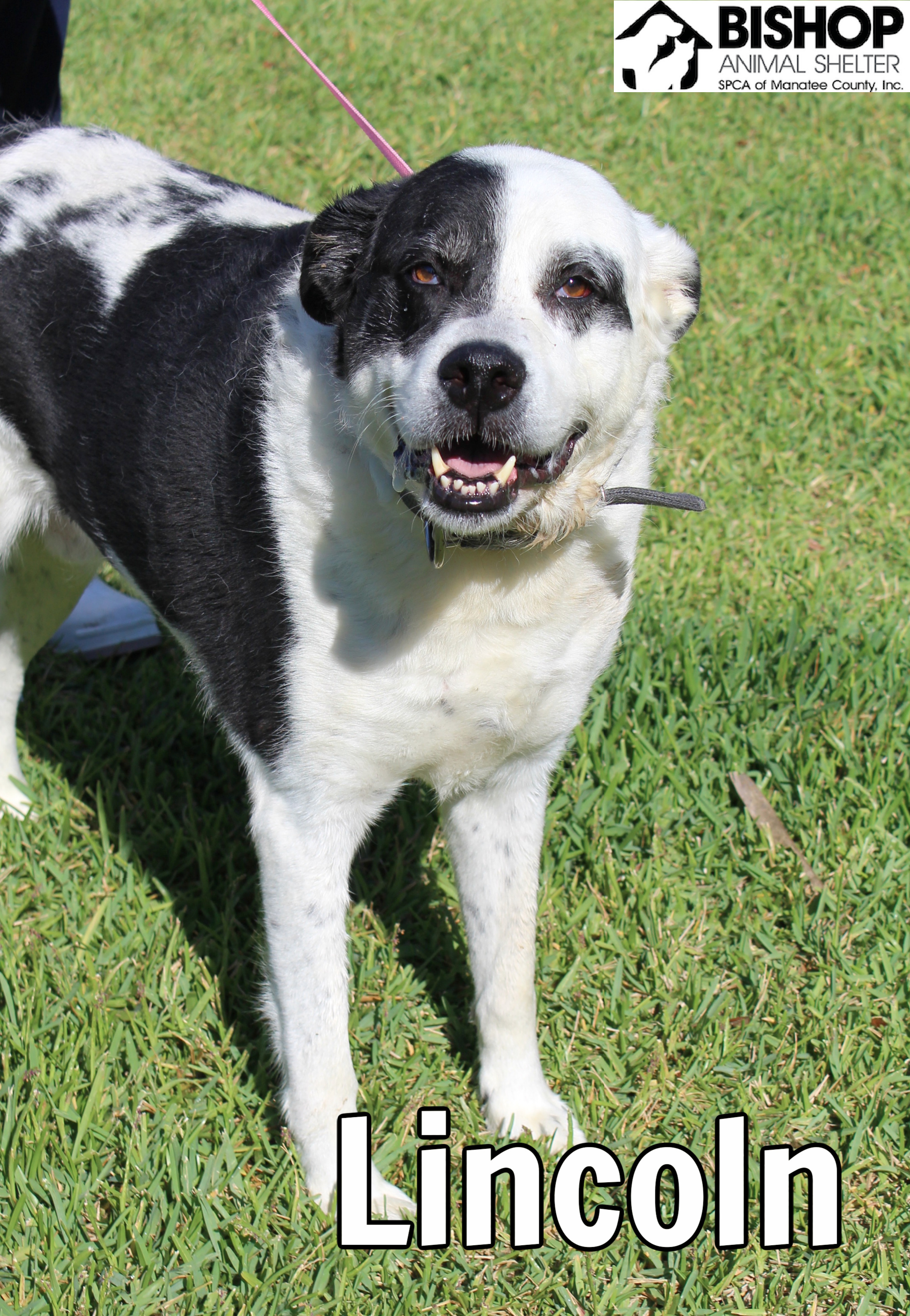 Lincoln, an adoptable Mixed Breed in Bradenton, FL, 34209 | Photo Image 1