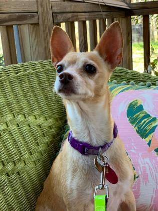 Duchess_TX, an adopted Chihuahua Mix in Baltimore, MD_image-2