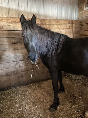 Molly, Adult Female unknown