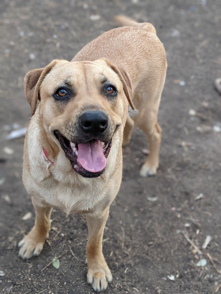 Bella, an adoptable Labrador Retriever, Boxer in Dallas, TX, 75218 | Photo Image 1