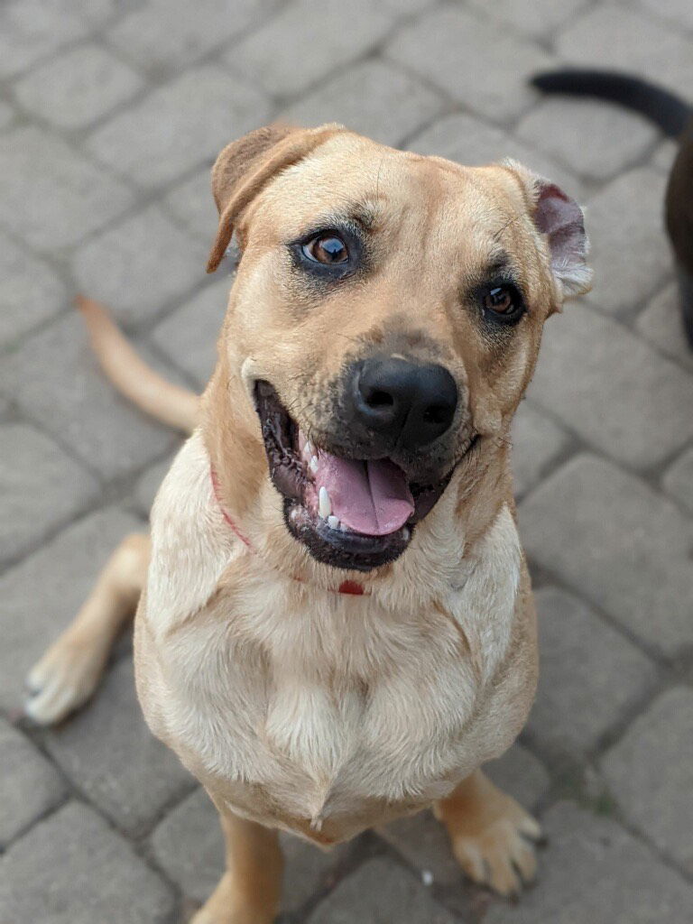 Bella, an adoptable Labrador Retriever, Boxer in Dallas, TX, 75218 | Photo Image 2