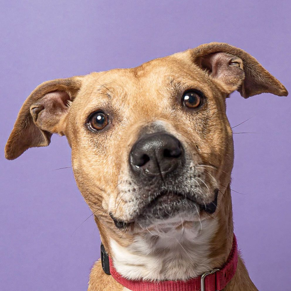 Alaba, an adoptable American Staffordshire Terrier, Boxer in Huntley, IL, 60142 | Photo Image 1