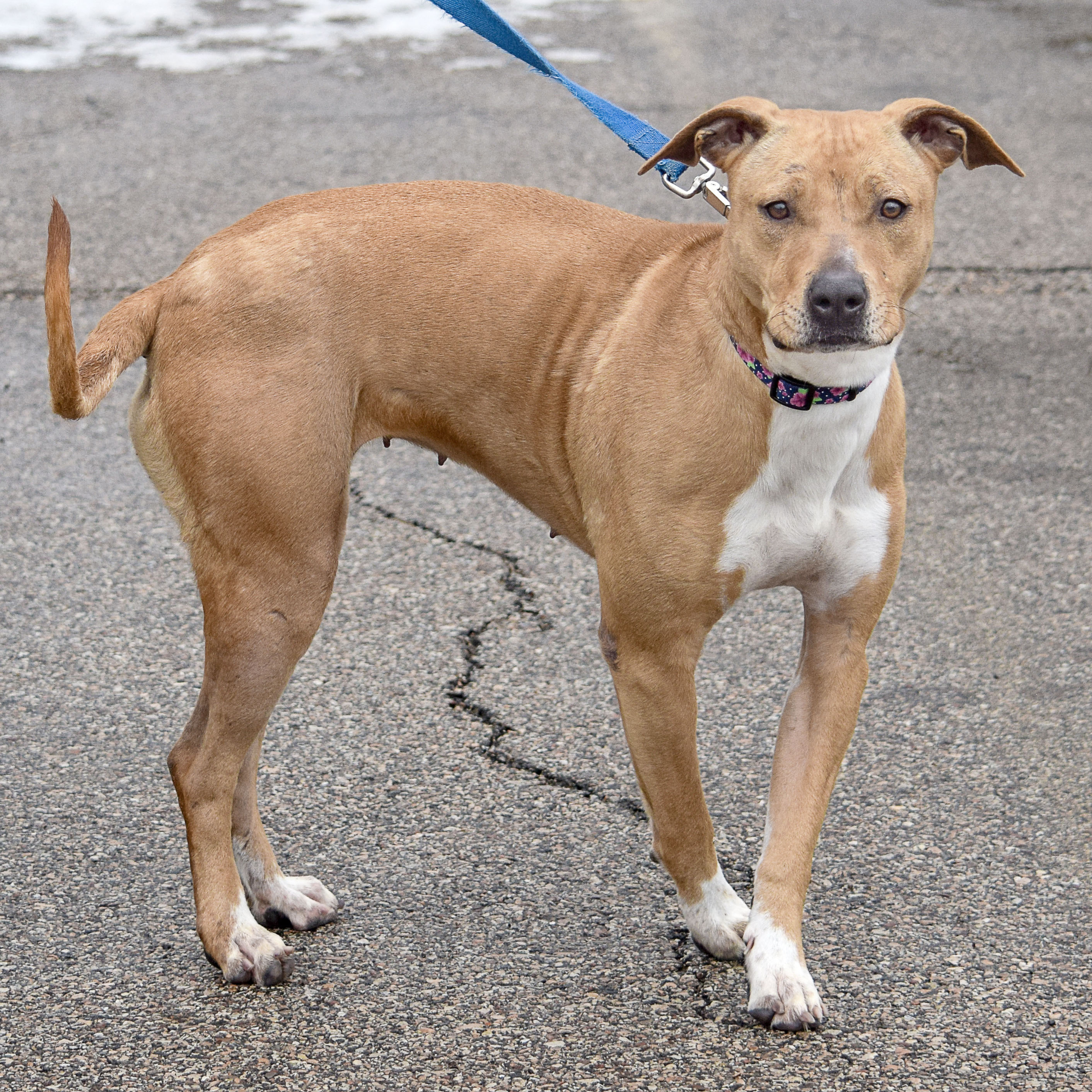 Alaba, an adoptable American Staffordshire Terrier, Boxer in Huntley, IL, 60142 | Photo Image 2