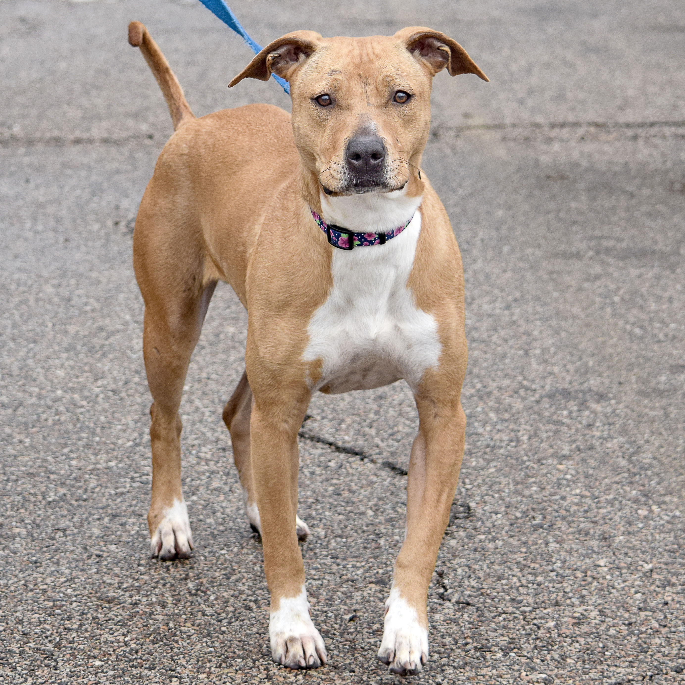 Alaba, an adoptable American Staffordshire Terrier, Boxer in Huntley, IL, 60142 | Photo Image 3