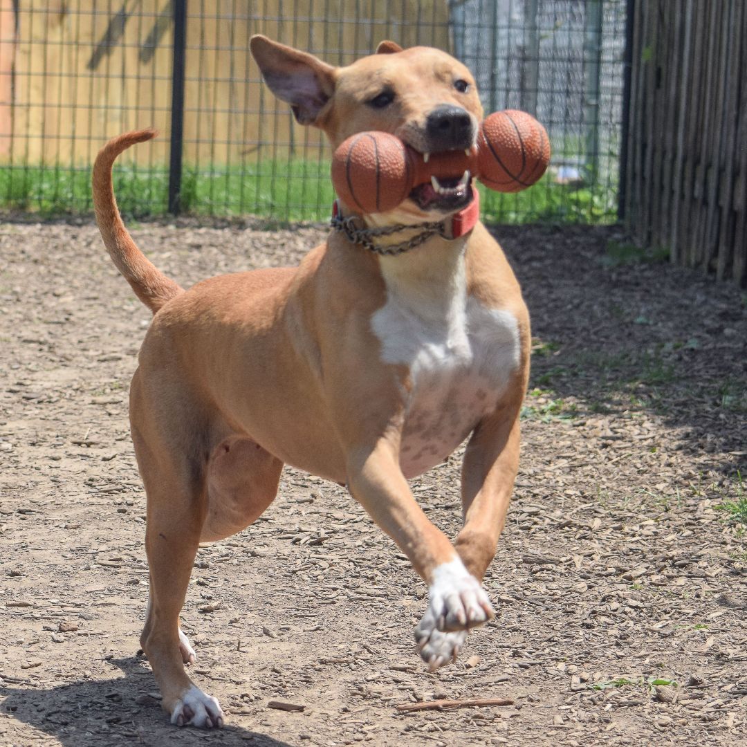 Alaba, an adoptable American Staffordshire Terrier, Boxer in Huntley, IL, 60142 | Photo Image 4