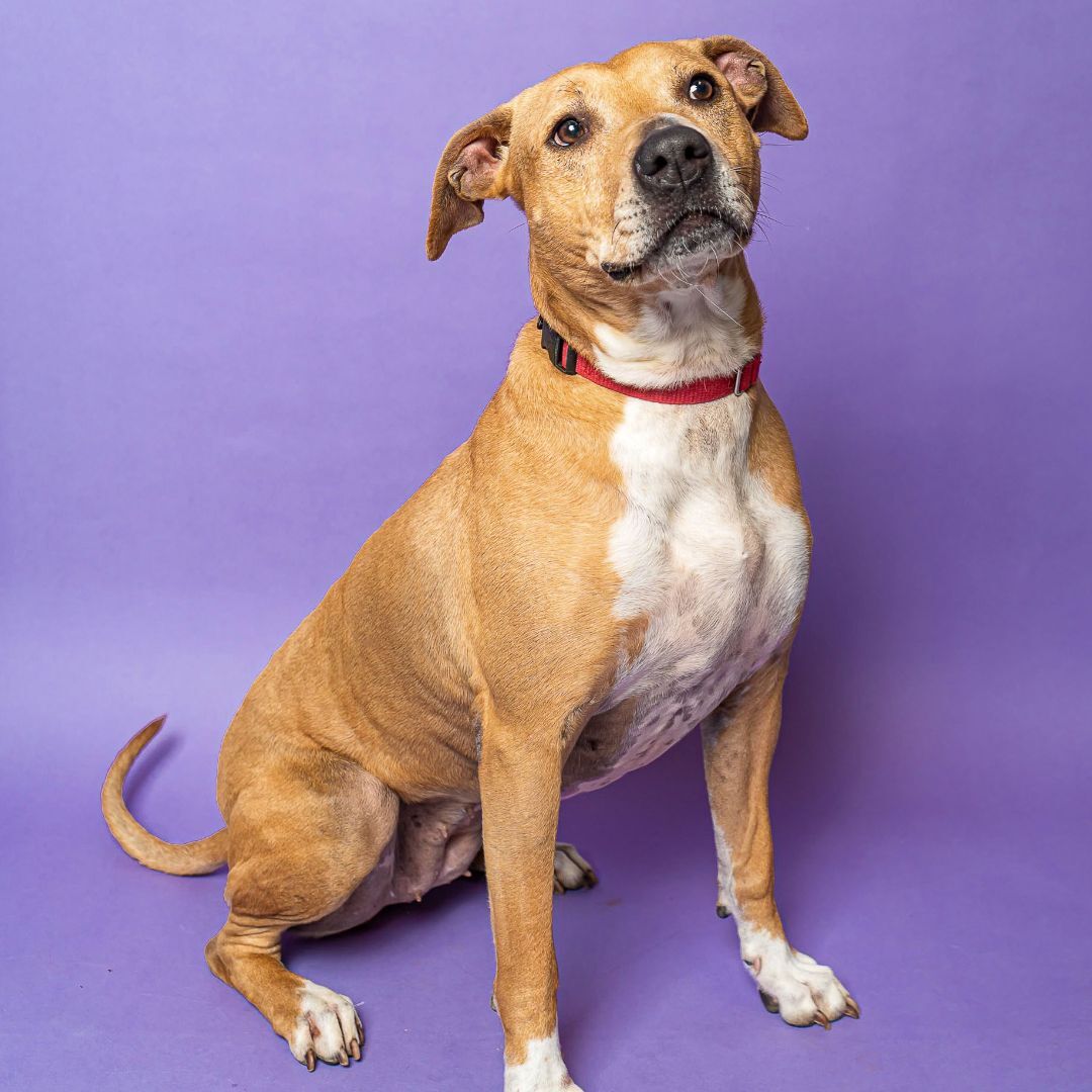 Alaba, an adoptable American Staffordshire Terrier, Boxer in Huntley, IL, 60142 | Photo Image 5