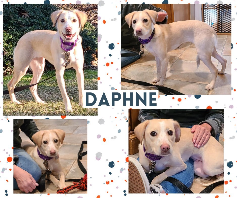 Daphne detail page