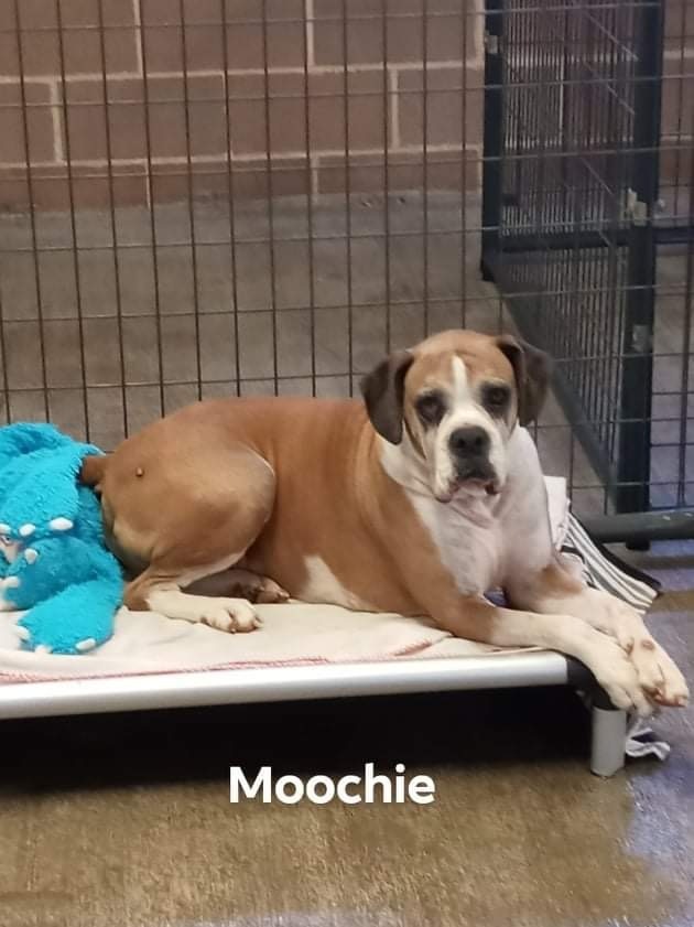 Moochie, an adoptable Boxer in Hewitt, TX_image-5