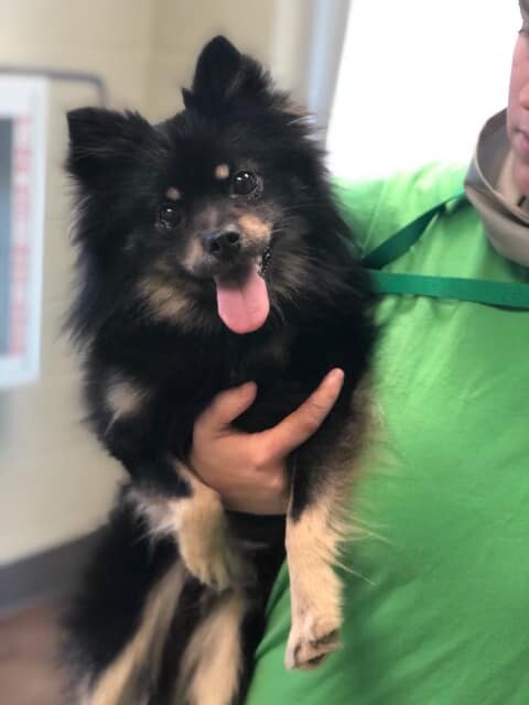 cooper, an adoptable Pomeranian in Watertown, WI, 53094 | Photo Image 2