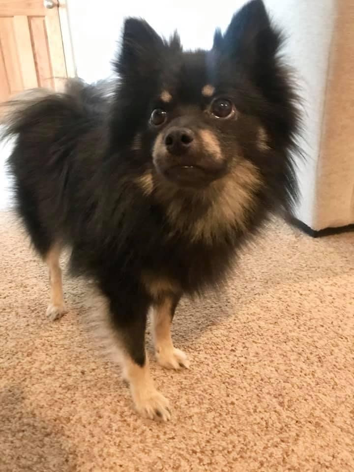 cooper, an adoptable Pomeranian in Watertown, WI, 53094 | Photo Image 1