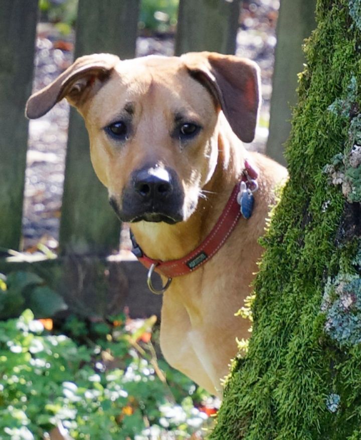 Teak, an adoptable Black Mouth Cur Mix in Baltimore, MD_image-1