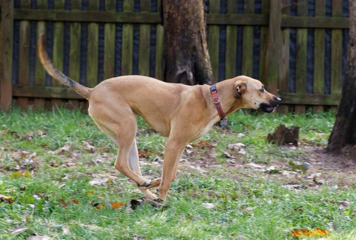 Teak, an adoptable Black Mouth Cur Mix in Baltimore, MD_image-2