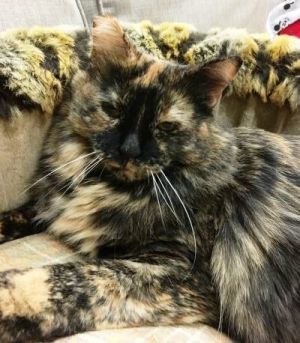 BONDED PAIR Date of Birth March 2016 Snickers Tortie and Oreo had been living in a Highland Par